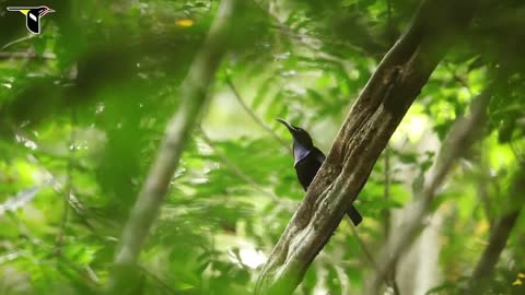 Magnificent Riflebird