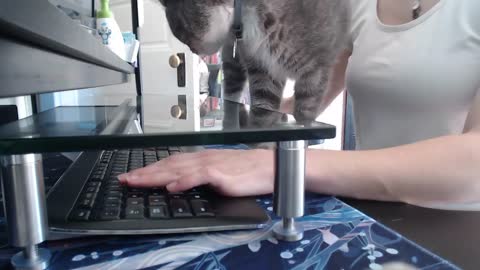 Cat in Home Office