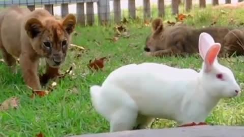 Rabbit vs Tiger and tiger's Baby fun in ground