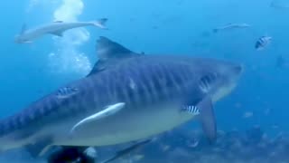 Tiger shark turns on diver