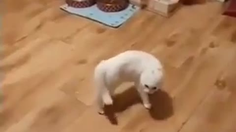 Cat and dog dance