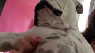 Willow the Bulldog Loves Belly Pats