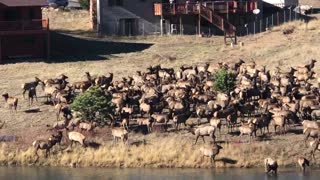 Estes Park Elk herd