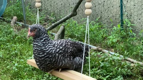 Merci - my Barred Rock enjoying the new swing. July 29, 2022