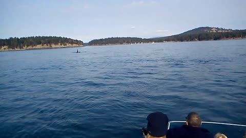 Killer Whales spotted off San Juan Islands