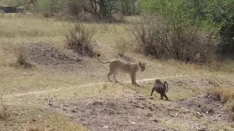 Cheetah Howled When It Was Repeatedly Attacked By Mother Zebra, So It Couldn't Turn Back
