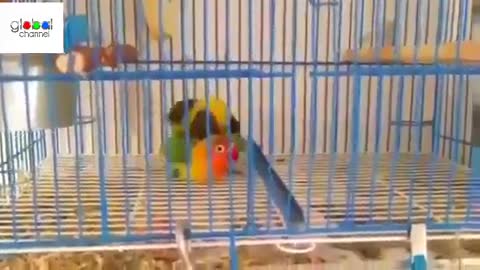 Mating canary in the cage