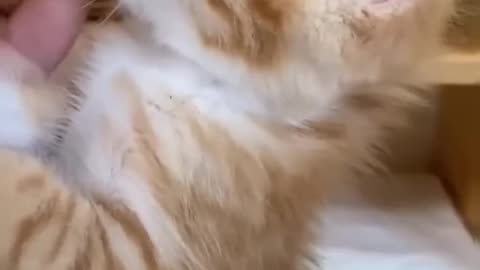 Funny micro cat