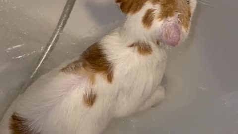 "Purr-fectly Pampered: Bath Time with our Adorable Cat"