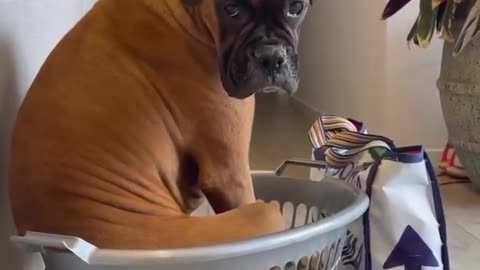 Funny scene of a boxer dog in a basket