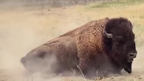 Buffalo playing alone