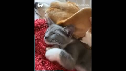 Sleeping dog whit cat so funny and cute