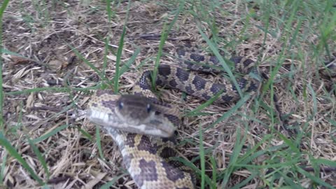Texas Rat Snake strikes camera