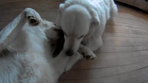 Mother Livestock Guardian Dog lovingly nibbles her 4 year old daughter