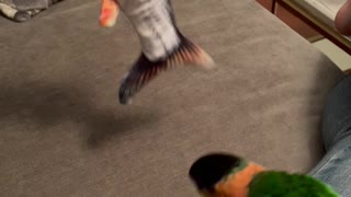 Parrot Plays with Fish Toy
