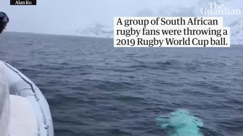 Beluga whale filmed playing 'fetch' with Rugby World Cup ball