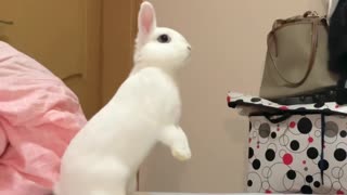 Animal collection, the rabbit is too excited