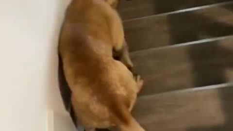 Funny dogs going downstairs