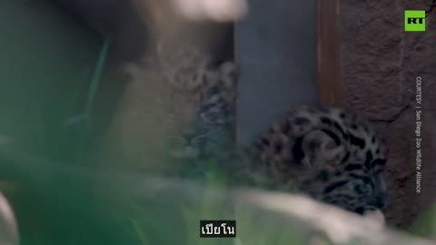ลูกเสือดาวแรกเกิดหายากมาถึงสวนสัตว์ซานดิเอโก