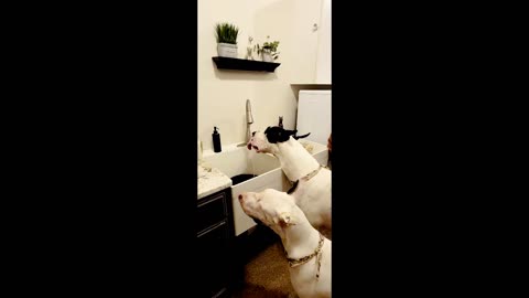 Great Danes drinking from sink