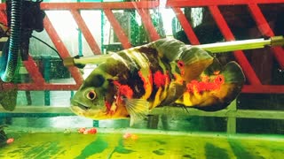 Oscar fish living in aquarium
