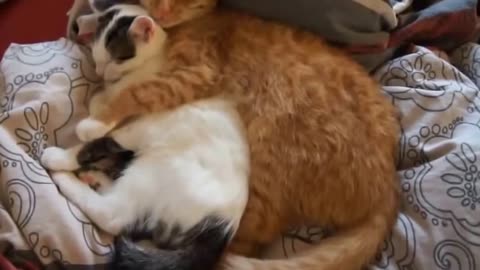 Funny videos Romantic Cat