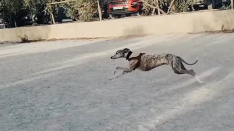 #dogs #dogstraining 🐕 🐶 #cutepets #shorts #short #funnypets #petstraining #dogtraining #funnyvideo