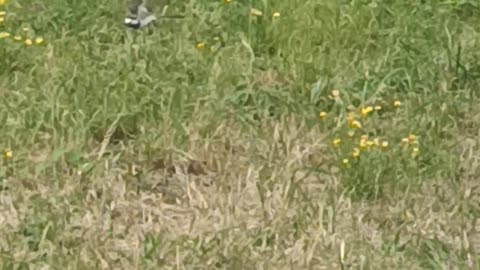 Small Wagtail foraging for food