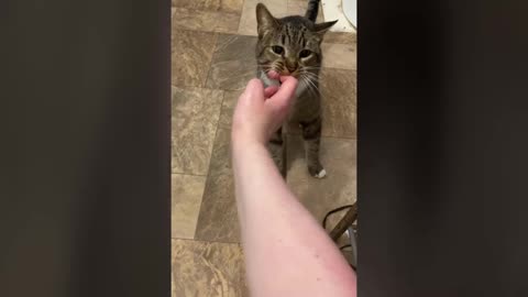 Cat Drags Owner by Finger to Save Her From Drowning in Bathtub