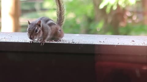 A chirping chipmunk