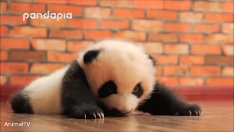 a collection of funny and cute panda videos