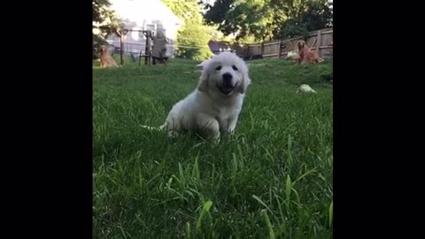 Adorable 8 week old Golden Retriever puppies