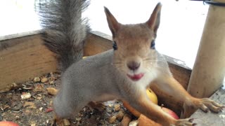 Feeding the Squirrels