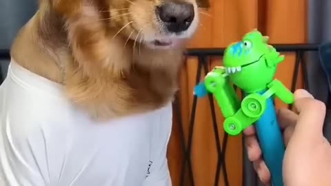 Dog: just because I’m good-natured doesn’t mean I won’t bite! Funny dog video