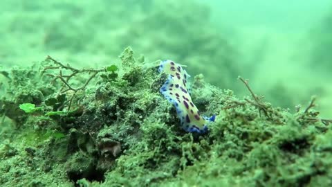 Beautiful fish at the bottom of the ocean feeding on marine algae in stunning scenery