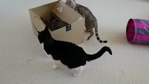 Bengal Kittens Vs Box