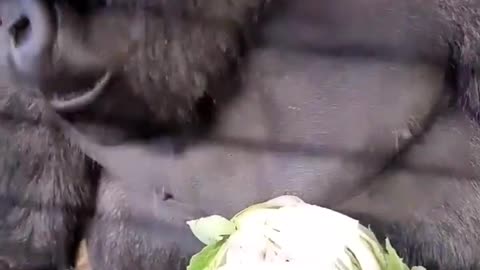 Saving some cauliflower for later! #gorilla #asmr #mukbang #gorillaasmr #animals #youtubeshorts