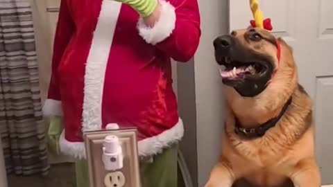 germanshepherd mr. grinch your dog grew so big