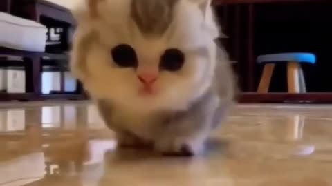 cute baby cats doning cute actions