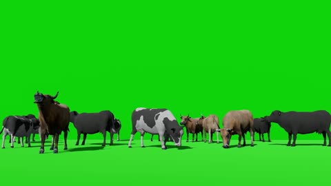 chromakey green cow herd video resting