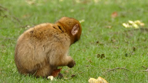 Bread-Munching Bonanza: Cute Brown Monkey Enjoys a Snack