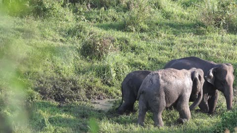 "Gentle Giants of the Savanna: Captivating Elephant Moments"