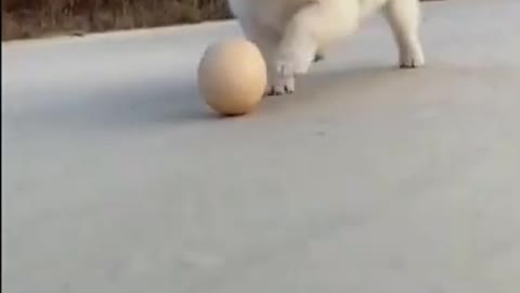 Cute dog plays football with an egg!