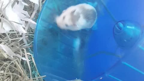 Hamster runs fast for it's owner