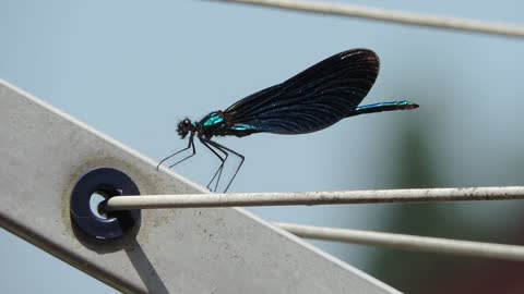 Macro Video Of Blue Dragon Fly