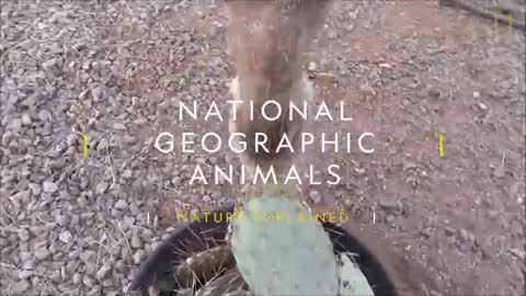 Camels Don't Mind Spines In Their Cacti - Nat Geo Wild_Cut