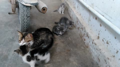 Title: "Manoo Billy's Heartwarming Adventure: A Loving Cat and Her Four Adorable Kittens"