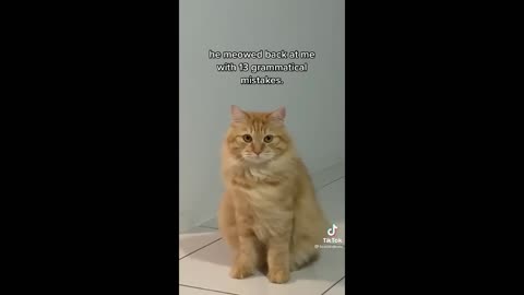 FUNNY CAT MEMES COMPILATION OF 2023