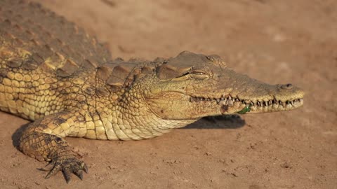 supper grant crocodile 😳😳😳🐊🐊🐊🐊