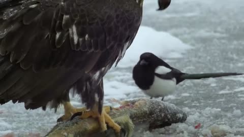 Eagles: The Kings of the Sky | Free Documentary Nature